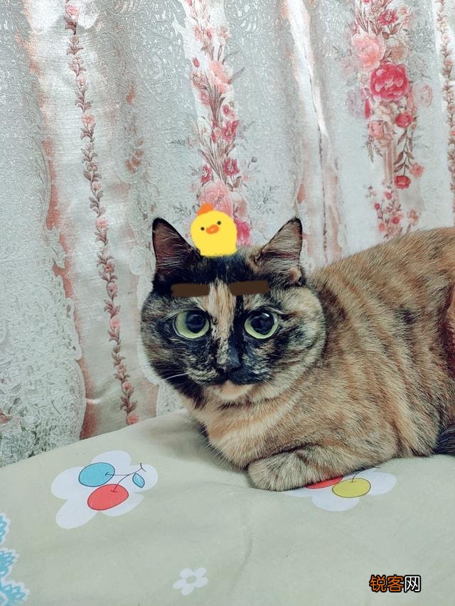 为什么现在养宠物猫的越来越多？你养猫为了什么？
