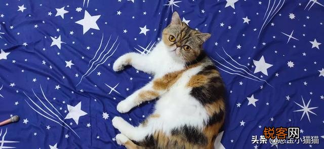 为什么现在养宠物猫的越来越多？你养猫为了什么？