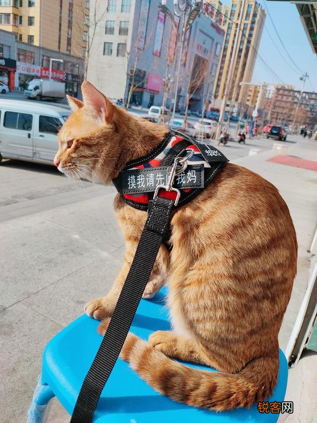为什么现在养宠物猫的越来越多？你养猫为了什么？