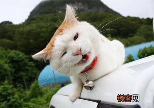 为什么现在养宠物猫的越来越多？你养猫为了什么？
