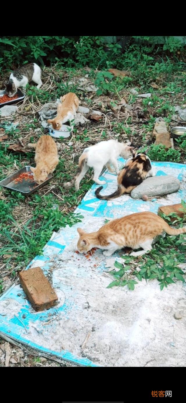 你是怎么和猫相遇并开始养猫的呢？