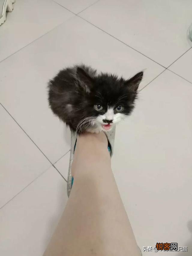 你是怎么和猫相遇并开始养猫的呢？