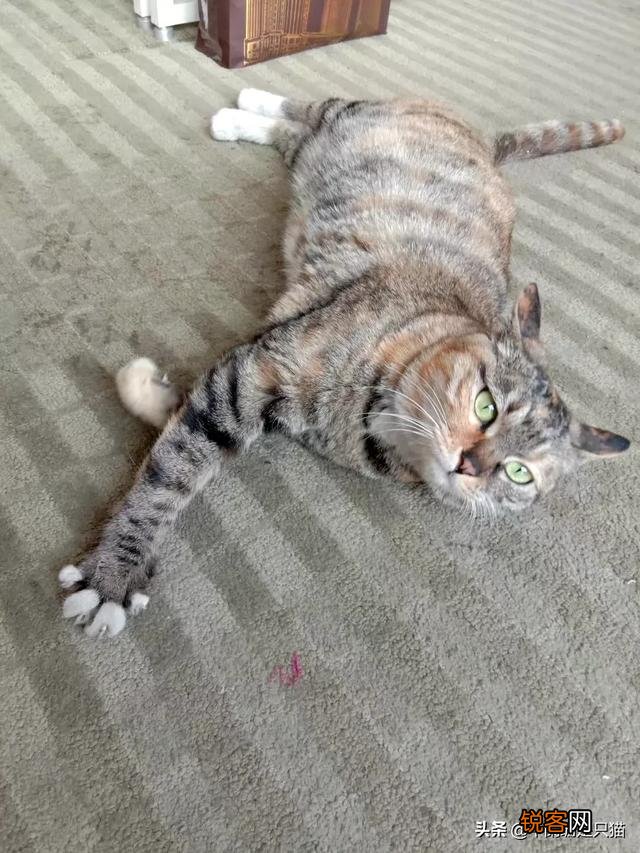 你是怎么和猫相遇并开始养猫的呢？