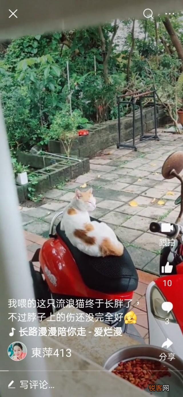 你是怎么和猫相遇并开始养猫的呢？