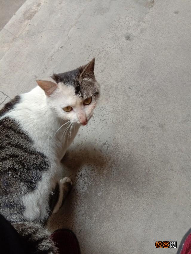 你是怎么和猫相遇并开始养猫的呢？