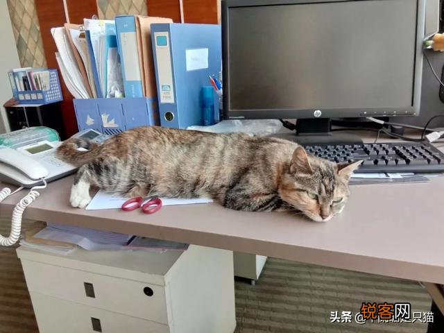 你是怎么和猫相遇并开始养猫的呢？