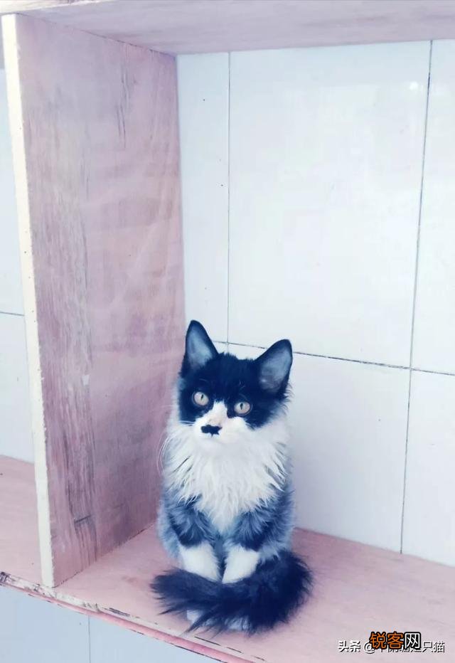 你是怎么和猫相遇并开始养猫的呢？