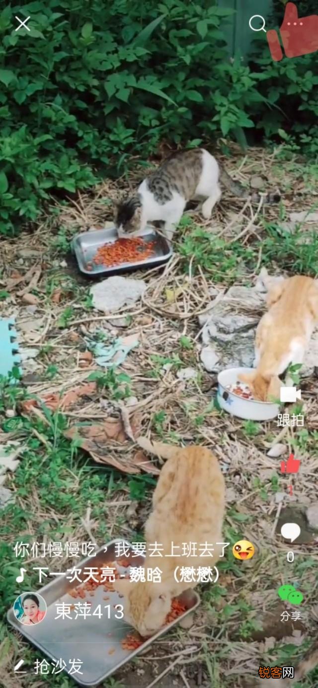 你是怎么和猫相遇并开始养猫的呢？