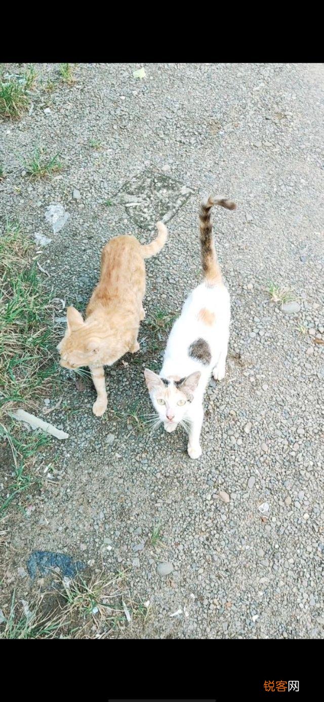 你是怎么和猫相遇并开始养猫的呢？
