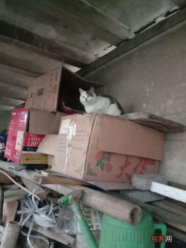 你是怎么和猫相遇并开始养猫的呢？