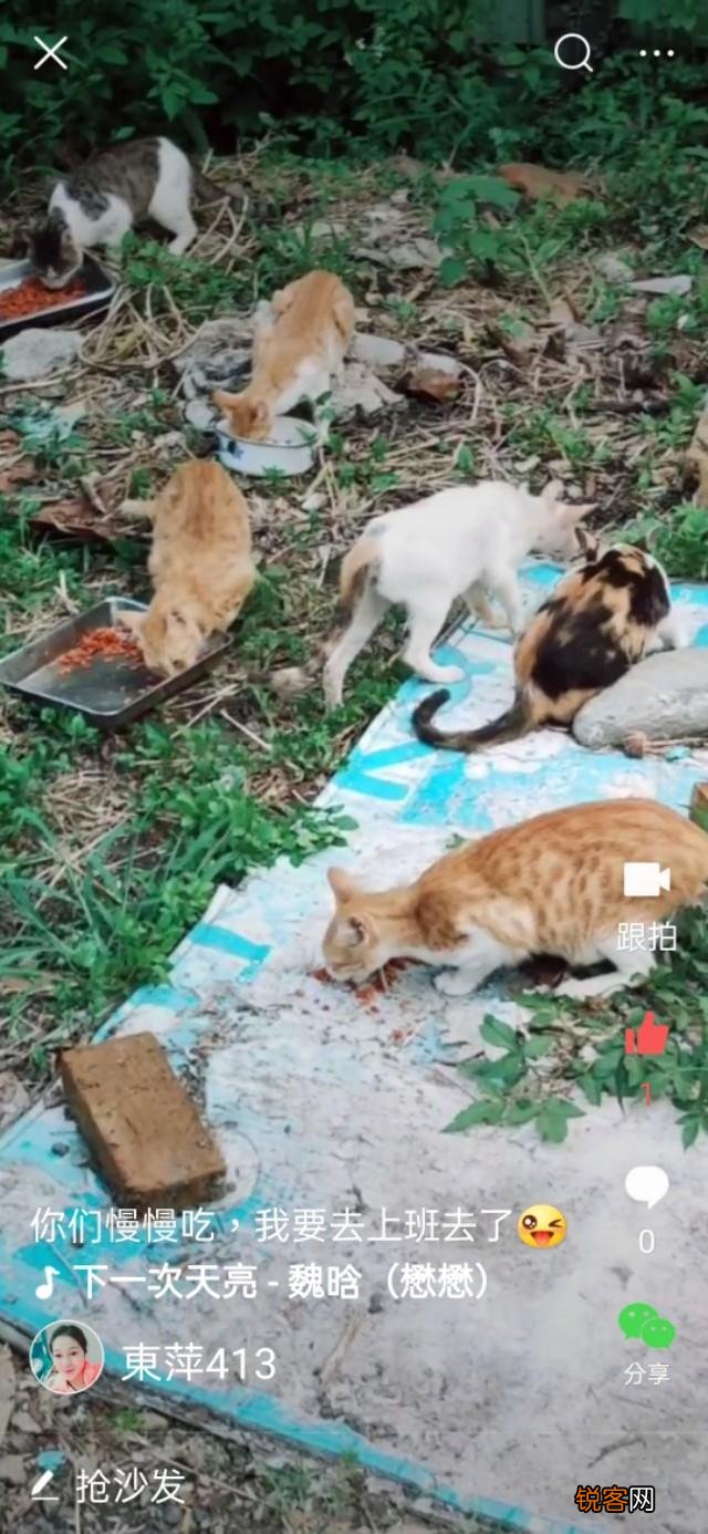 你是怎么和猫相遇并开始养猫的呢？