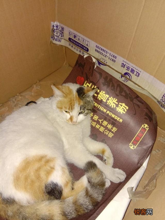 你是怎么和猫相遇并开始养猫的呢？