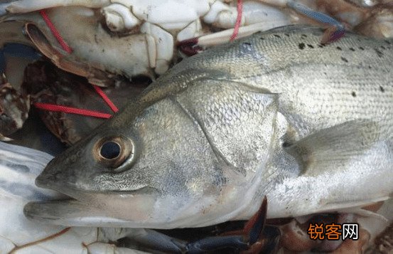 清蒸鲈鱼的做法 家庭版清蒸鲈鱼 牢记2不放，加3样的秘诀