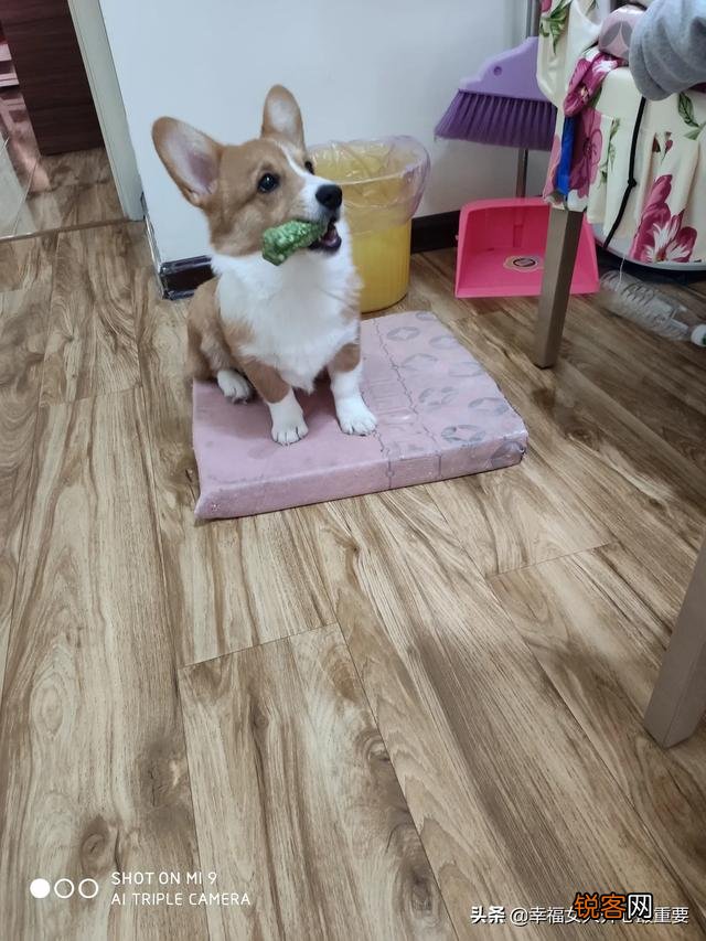 作为资深的养狗人,给后来人强烈的养狗建议有哪些？