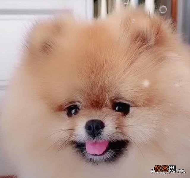作为资深的养狗人,给后来人强烈的养狗建议有哪些？