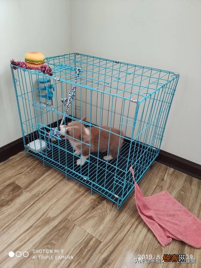 作为资深的养狗人,给后来人强烈的养狗建议有哪些？