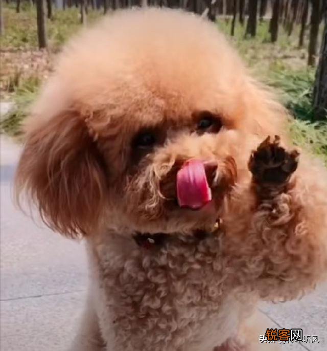 作为资深的养狗人,给后来人强烈的养狗建议有哪些？