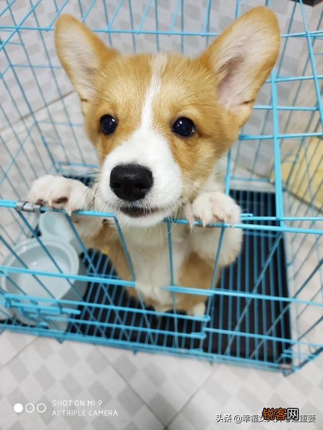 作为资深的养狗人,给后来人强烈的养狗建议有哪些？