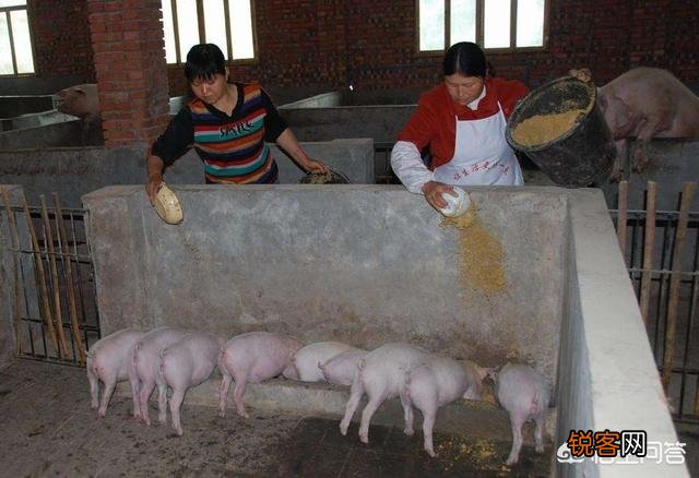 有人说现在养一头猪能赚2000块,这是真的吗？