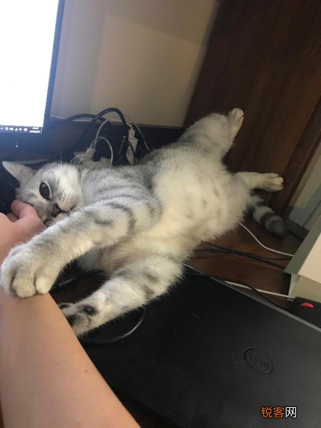 想养一只猫,有什么注意事项？