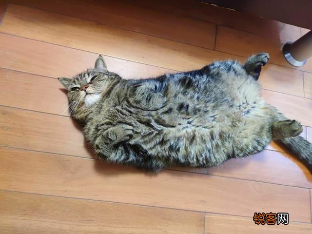 想养一只猫,有什么注意事项？