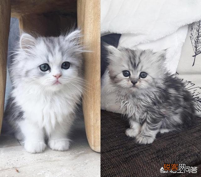 想养一只猫,有什么注意事项？