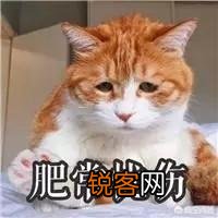 想养一只猫,有什么注意事项？