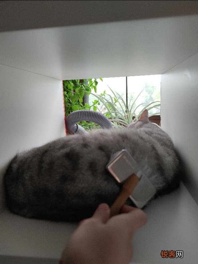 想养一只猫,有什么注意事项？