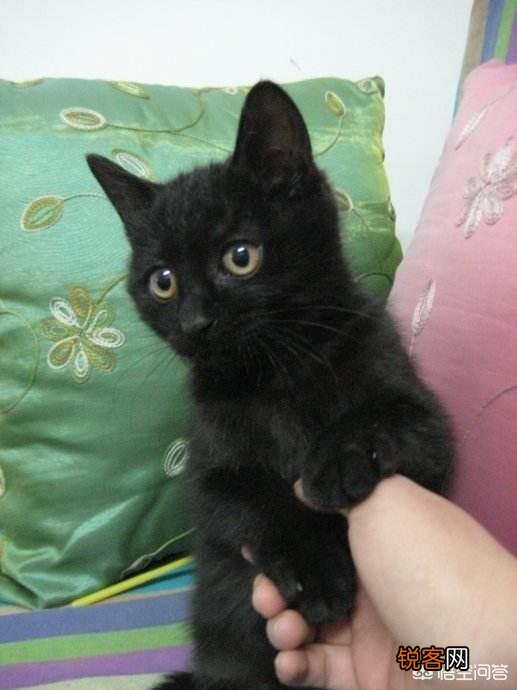 想养一只猫,有什么注意事项？