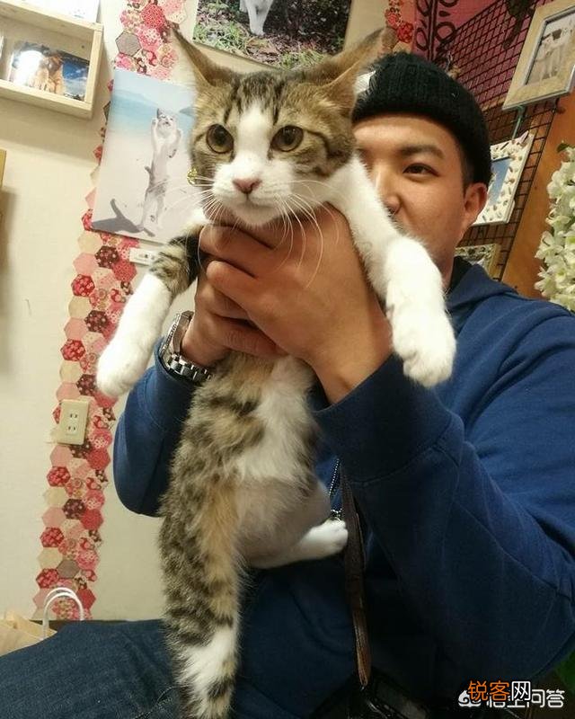 想养一只猫,有什么注意事项？