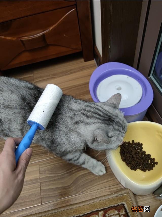 想养一只猫,有什么注意事项？