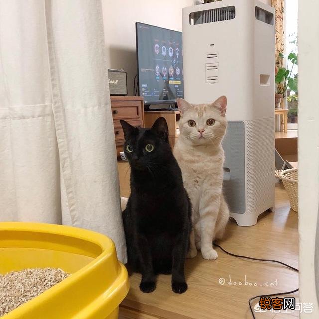 想养一只猫,有什么注意事项？