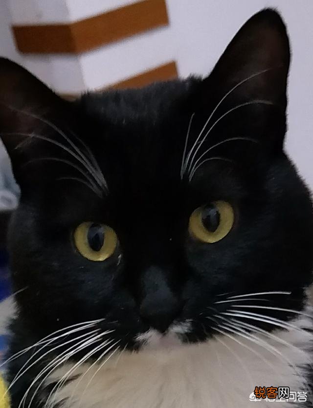 想养一只猫,有什么注意事项？