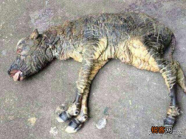 农村经常说“牛生麒麟猪生象”,有人见到过吗？听过猪生“象”,那牛能生“麒麟”吗？