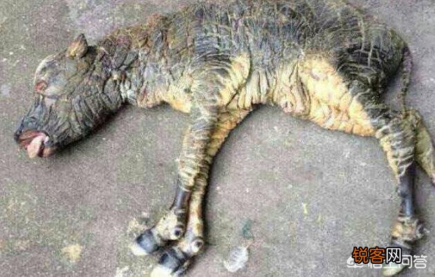 农村经常说“牛生麒麟猪生象”,有人见到过吗？听过猪生“象”,那牛能生“麒麟”吗？