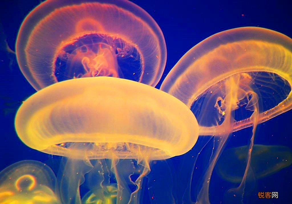 水母是海蜇吗 水母和海蜇的区别竟如此之大