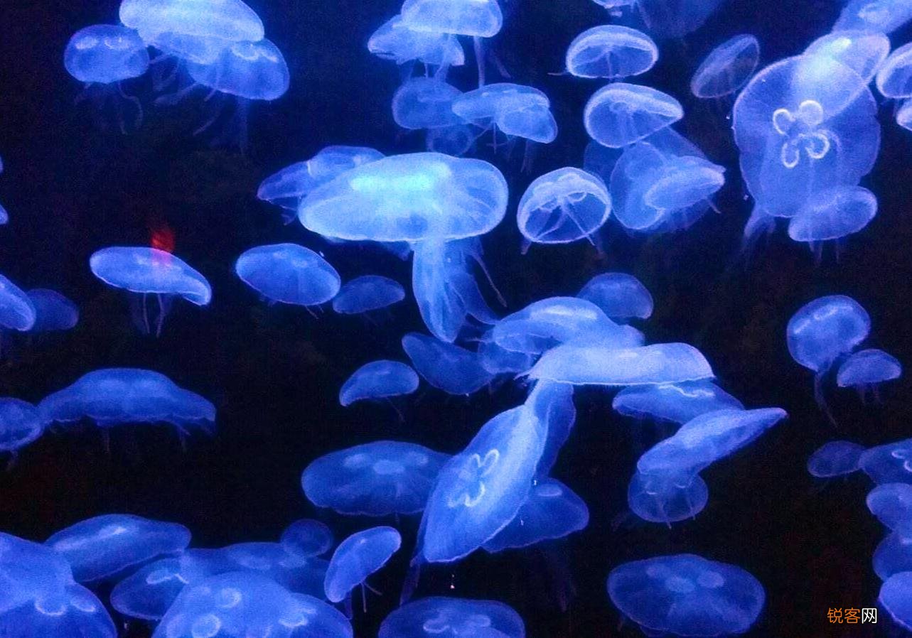 水母是海蜇吗 水母和海蜇的区别竟如此之大