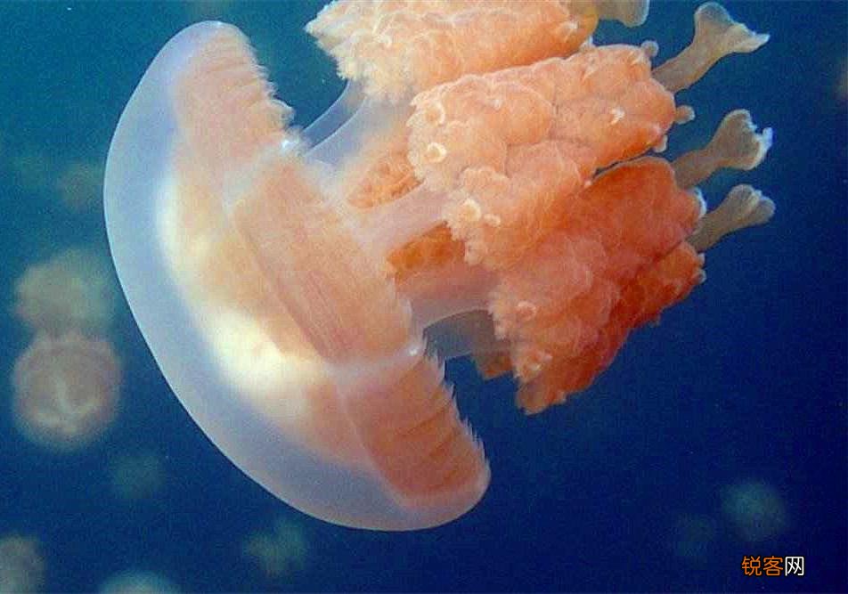 水母是海蜇吗 水母和海蜇的区别竟如此之大
