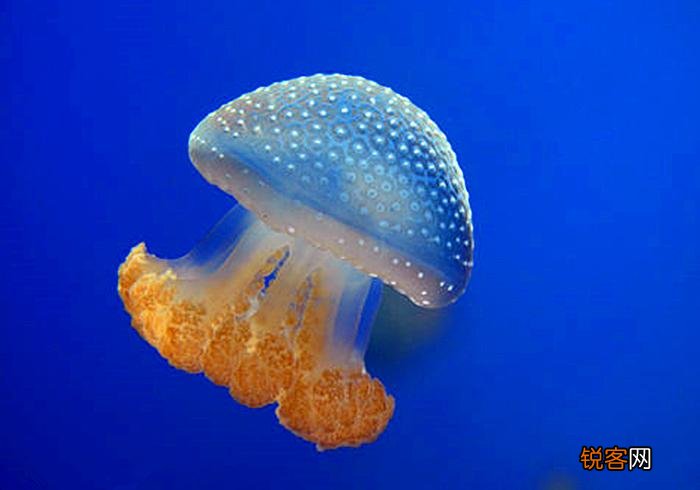 水母是海蜇吗 水母和海蜇的区别竟如此之大