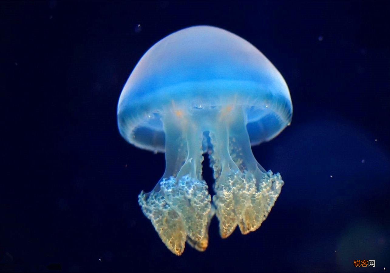 水母是海蜇吗 水母和海蜇的区别竟如此之大