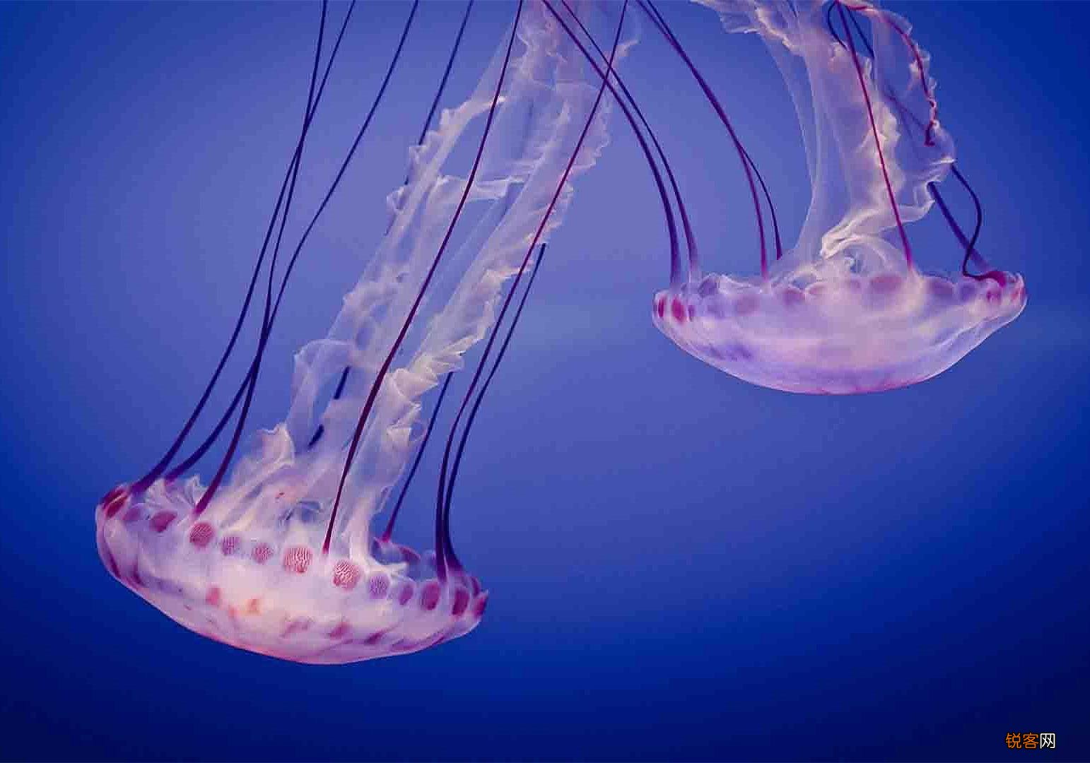 水母是海蜇吗 水母和海蜇的区别竟如此之大