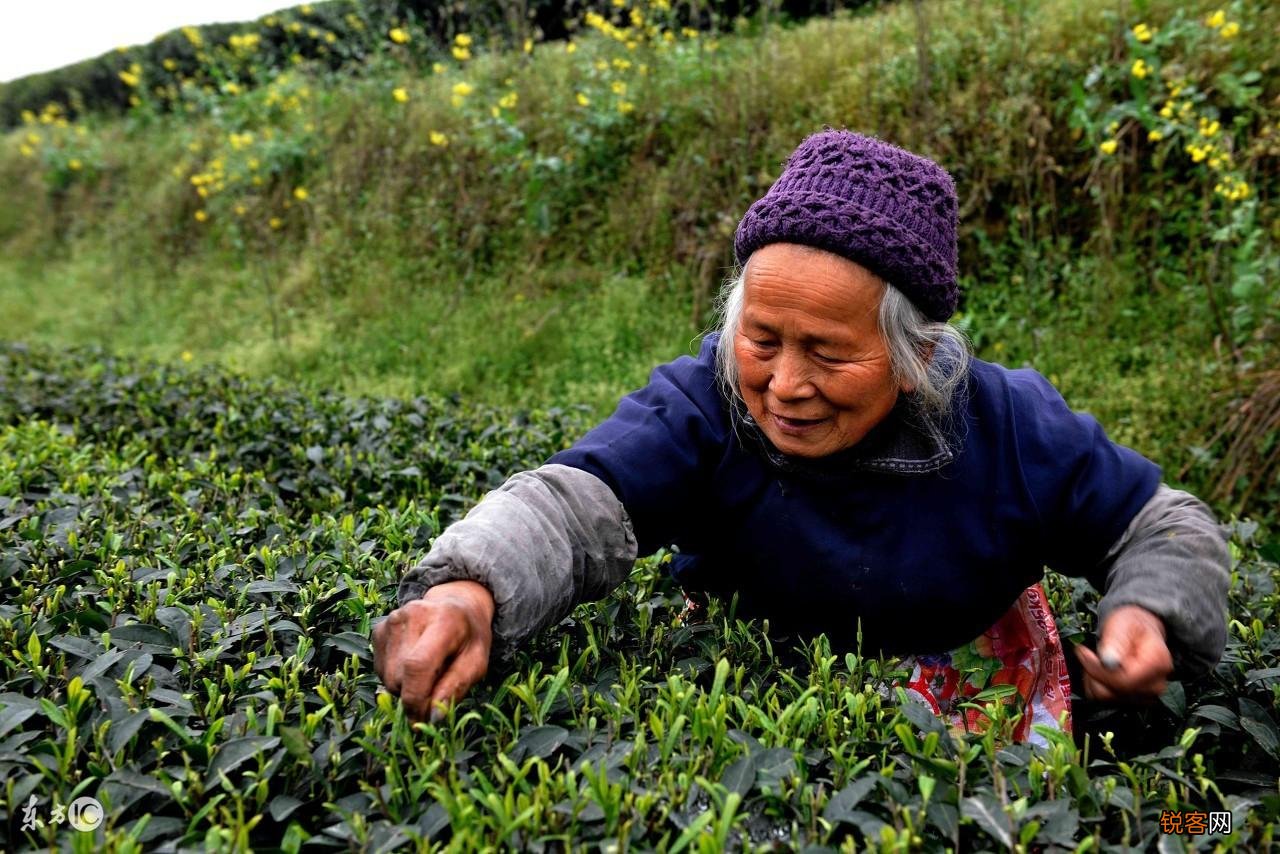 雀舌茶属于什么茶 雀舌怎么泡才好喝