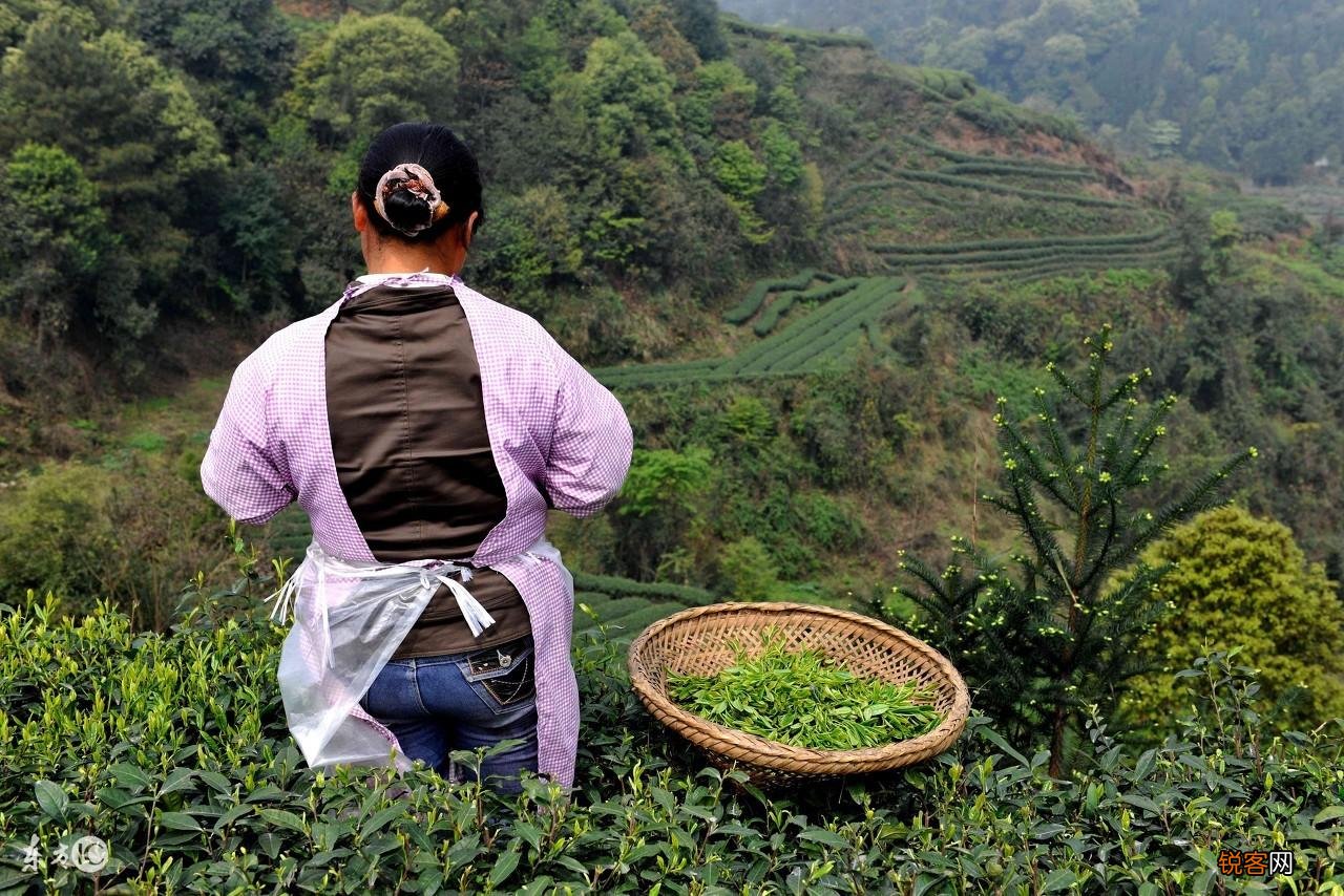 雀舌茶属于什么茶 雀舌怎么泡才好喝