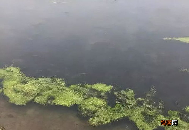 水桶里的青苔怎么才能轻松去掉 大米水轻松清理水桶青苔