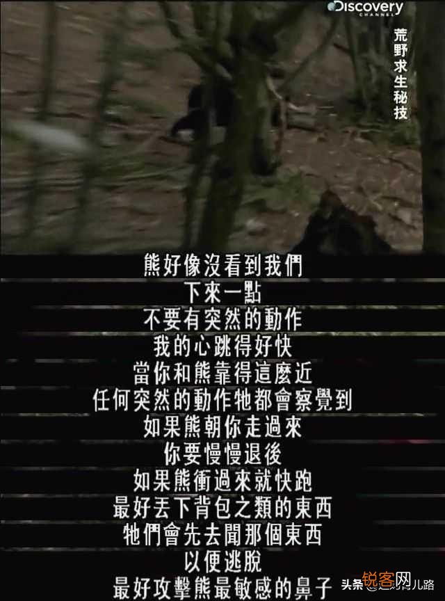 惨！母亲送儿读书遇熊咬死,搜救2人死亡,遇熊该如何自救？