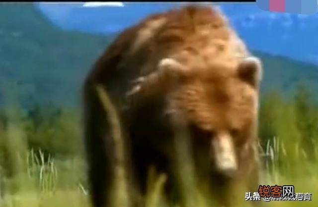 惨！母亲送儿读书遇熊咬死,搜救2人死亡,遇熊该如何自救？