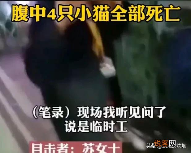 开水浇猫事件,你们怎么看呢？