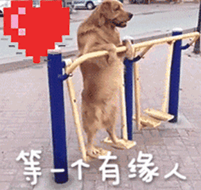 旺家的狗狗品种 据说养这几种狗，旺家又好运