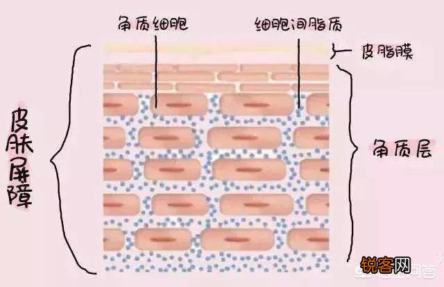 敏感皮肤,有红血丝,不光滑,年轻时候去角质太过,请问用什么护肤品？