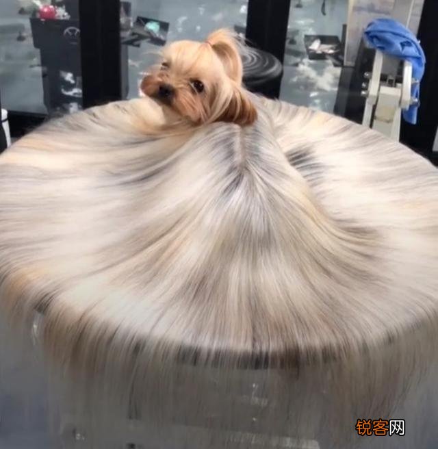 为什么养约克夏犬的人少 饲养约克夏犬要注意什么